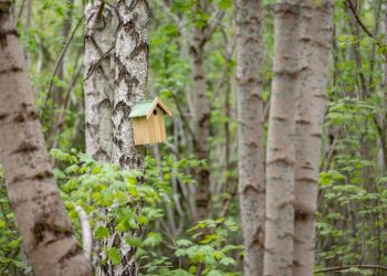 Vilniaus Jomanto parkas jo lankytojų akimis: ramus, natūralios gamtos kampelis