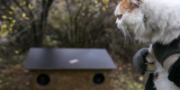 „Grinda“ tęsia beglobių kačių sterilizacijos programą