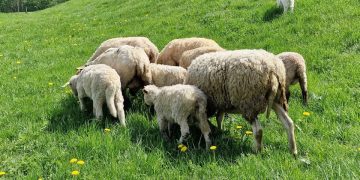 Trečius metus Ribiškių kraštovaizdžio draustinį sėkmingai „šienauja“ avys