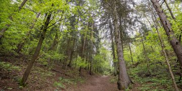 Jomanto parko vizija – išsaugotas miesto miškas