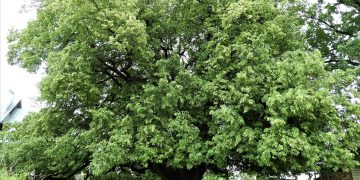 Senosios Lietuvos liepos