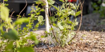 Vilniaus želdynams palaistyti kasnakt išliejama apie 48 cisternas vandens