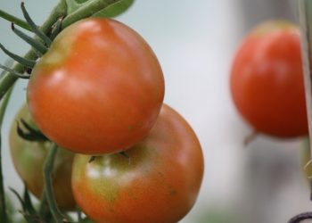 Ekologiškai ūkininkaujantiems įsipareigojimų trukmė – nuo 3 iki 5 metų