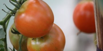 Ekologiškai ūkininkaujantiems įsipareigojimų trukmė – nuo 3 iki 5 metų