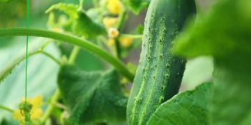 Dietologė atsakė į amžinai kamuojantį klausimą: kas geriau – rauginti ar marinuoti agurkai?