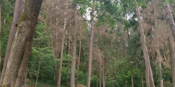 Kenkėjai apniko Vilniaus Antakalnio egles