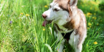 Kodėl šuo ėda žolę? Tam gali būti net kelios priežastys – nebūtinai skrandžio problemos