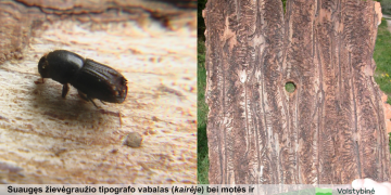 Miško savininkai raginami pasirūpinti savo eglynais