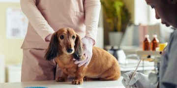 Svetimkūniai augintinio skrandyje: nuo vaisių kauliukų iki žiurkių nuodų