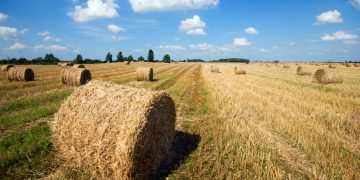 Iki rugsėjo 1 d. svarbu nušienauti pievas