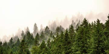 Miško savininkai raginami pasirūpinti savo eglynais – dalyje Lietuvos miškų dėl medžių kenkėjų pažeidimų skelbiama stichinė nelaimė