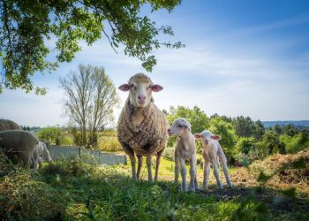 Teikti kandidatūras konkursui „Metų ūkis 2023“ kviečiame iki š. m. rugpjūčio 14 d.