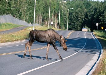 Susidūrus su briedžiu žuvo vairuotojas