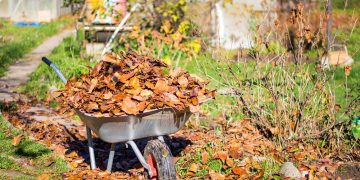 5 didžiausios klaidos sode rudenį – kam tarti griežtą „ne“ ir kaip nepakenkti augalams