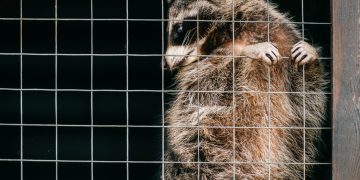 Seimas nusprendė: kailių fermų Lietuvoje nebus. Kitas žingsnis – prezidento pritarimas