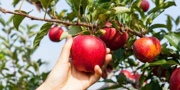 Gydytoja atskleidžia mažai kam girdėtą obuolių savybę: gali sumažinti net dantų ėduonį
