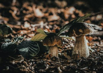 Grybautojų šventė “Paluknio baravykas”