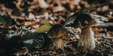 Grybautojų šventė “Paluknio baravykas”