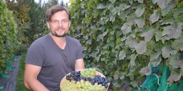 Didžiausiame Lietuvos vynuogyne derlius jau nuimtas