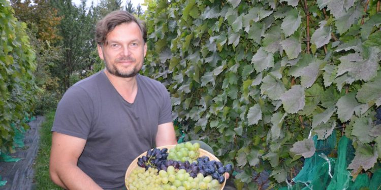 Vynuogių derlius šiaurės Lietuvoje