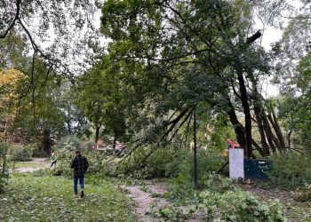 Vilniuje šalinami savaitgalį siautusios audros padariniai: išvežami lūžę medžiai ir šakos