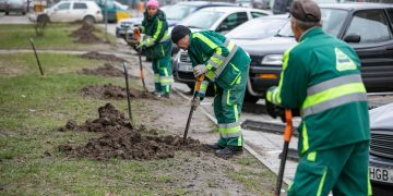 Prasideda rudeninis medžių sodinimas