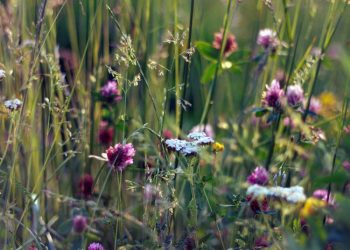 Siūloma išimtis – kam nereikėtų atkurti suartų daugiamečių pievų?