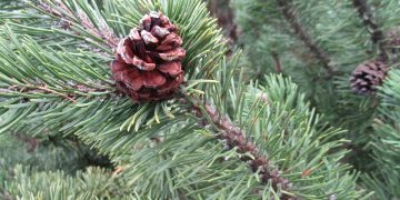 Advento rekolekcijos ir Sutaikinimo pamaldos Vilniaus arkivyskupijoje, 2023 m.