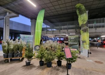 Valstybinių miškų urėdija kviečia įsigyti kalėdinių medelių