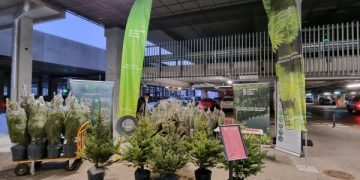 Valstybinių miškų urėdija kviečia įsigyti kalėdinių medelių