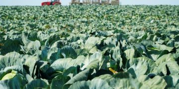 Ūkininkus pasieks klimatui, aplinkai ir gyvūnų gerovei naudingų sistemų išmokų avansai