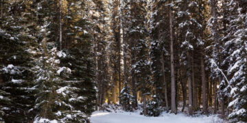 Atšaukta stichinė nelaimė 7 savivaldybėse esančiuose miškuose