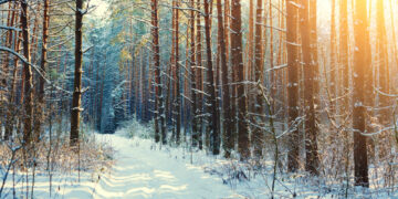 Atėję šalčiai Lietuvos miškams palankūs. Palankūs ir jų kenkėjams