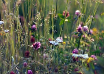 Vėl startuoja Šviečiamoji gyvulininkystės programa vaikams ir jaunimui