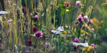 Vėl startuoja Šviečiamoji gyvulininkystės programa vaikams ir jaunimui