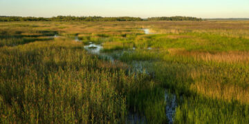 Gamtos tyrimų mokslininkė – kai atkurti tai, ką sugadinai, tampa „baudžiava“