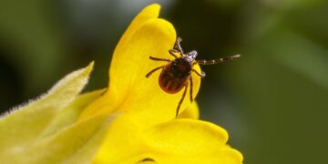 Kaip apsisaugoti nuo erkių platinamų ligų: efektyvūs būdai ir patarimai