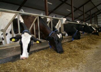 Ūkininkai netrukus galės kreiptis lengvatinių paskolų tvarioms investicijoms