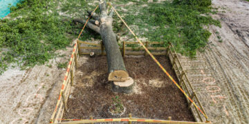 Ceikinių g. ąžuolą nukirtę NT vystytojai miestui išmokės 150 tūkst. Eur kompensaciją