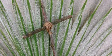 Gavėnios rekolekcijos Vilniaus arkivyskupijos bažnyčiose