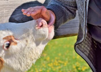 Gyvulininkystės ūkiai kviečiami investuoti į biosaugą – tam skirta daugiau kaip milijonas eurų