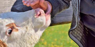 Gyvulininkystės ūkiai kviečiami investuoti į biosaugą – tam skirta daugiau kaip milijonas eurų