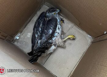 Nuo pražūties išgelbėtas sužeistas vanagas