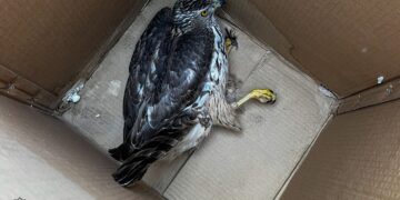 Nuo pražūties išgelbėtas sužeistas vanagas