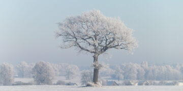 Nuotraukų konkurso „Medžio sapnas“ galerija
