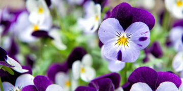 Gudrybė našlaitėms sustiprinti: jos žydės kaip pašėlusios ir bus atsparios ligoms