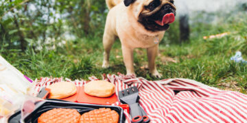 Grilio ir iškylų sezonui prasidedant – kokiais skanėstais galima vaišinti šunis, o kuriuos laikykite atokiau