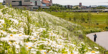 Vilniaus šienavimo sezonas: tarp patogumo miestiečiams ir tvarumo