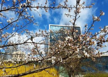 Ko neturėtų daryti žmonės, besigrožėdami sakuromis