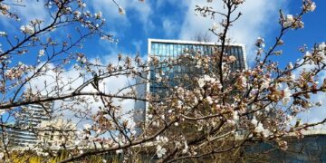 Ko neturėtų daryti žmonės, besigrožėdami sakuromis